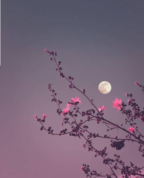 Purple Flowers Wallpaper, Night Sky Photography, Flowers Photography Wallpaper, Moon Photography, 背景 シンプル, Flower Phone Wallpaper, Photography Wallpaper, Dreamy Art, Pretty Wallpapers Backgrounds