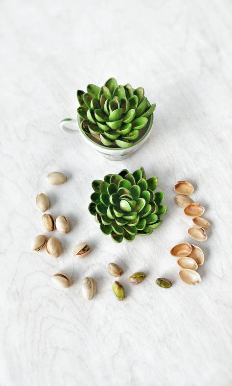 pistachio shell succulent craft | Reaching Happy Pista Shell Crafts Ideas, Pistachio Shell, Pista Shell Crafts, Crafts Ideas For Kids, Something From Nothing, Pistachio Shells, Shells Diy, Shell Crafts Diy, Nail Swag