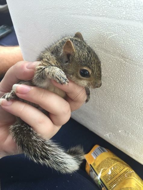 Squirrel Aesthetic, Squirrel Pet, Squirrel Cute, Pet Squirrel, Squirrel Pictures, Squirrel Funny, Cute Small Animals, Baby Squirrel, Cute Squirrel