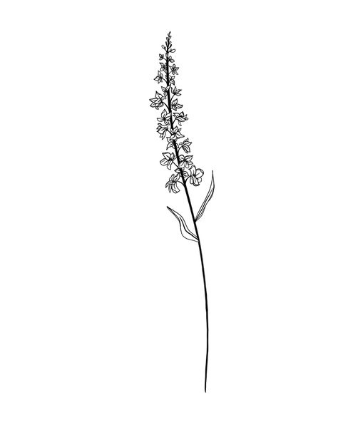 July Flower Drawing, Birth Flower Drawings, Larkspur Flower Drawing, Flower Tattoo Larkspur, Larkspur Drawing, July Birth Flower Tattoo Larkspur, Birth Flower July, July Tattoo Ideas, July Flower Tattoo