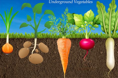 UnderGround Vegetables Underground Vegetables, Kids Learning Activities Preschool, Healthy Food Activities, Vegetable Crafts, Veggie Art, Insect Crafts, Montessori Art, Fall Art Projects, Flower Drawing Tutorials