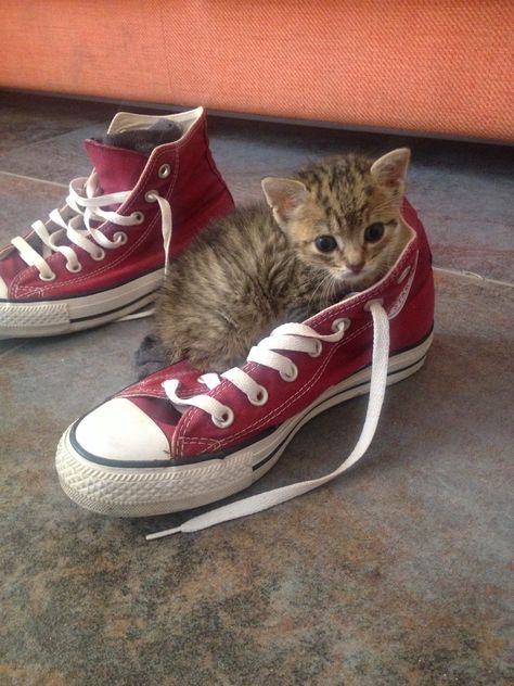 Shoes addicted Cats Pics, Wolf Meme, Funny Cat Pictures, Cute Kittens, Cat Pin, All About Cats, Crazy Cats, Cat Pics, Kittens Cutest