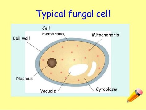 Difference from Bacteria• Cell wall consists of chitin not peptidoglycan like bacteria• Thus fungi are resistant to anti... Fungi Cell, Bacteria Cell, Plant Biology, Cell Wall, Cell Membrane, Cleanse Your Body, Art References, Botany, School Ideas