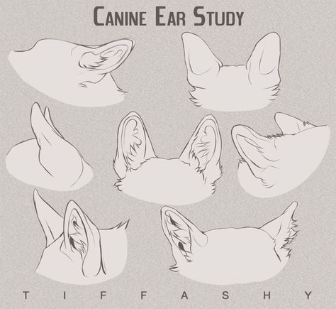 Canine Ear Study/Tutorial by TIFFASHY on DeviantArt Wolf Ear Tutorial, Wolf Ear Drawing Reference, Wolf Ear Reference, Cat Ear Anatomy, Animal Ear Drawing, Wolf Ears Tutorial, Canine Drawing Tutorial, How To Draw Wolf Ears, How To Draw Creatures