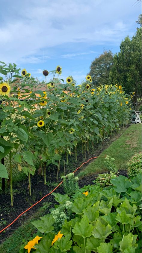 Sunflower fence Sunflower Yard Ideas, Sunflower Backyard Ideas, Sunflowers In Garden Ideas, Sunflowers In Front Of House, Flower Privacy Fence, Sunflowers In Backyard, Sunflower Garden Design, Sunflower Fence Line, Sunflower Garden Ideas Flower Beds