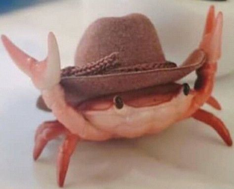 Pfp Photos, Hilarious Memes, Crab, Funny Animals, Cowboy, Cute Animals, Art Drawings, Memes, Drawings