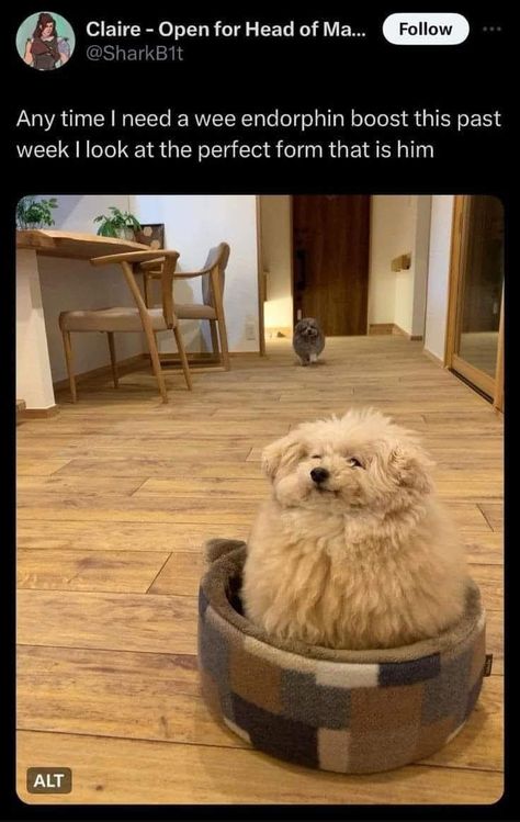 Silly Animals, Cute Creatures, Dog Memes, Goldendoodle, Cute Little Animals, 귀여운 동물, Animal Memes, Cute Funny Animals