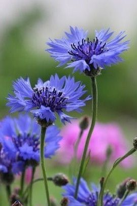 Blue Bouquet, Blue Garden, Annual Plants, Flower Photos, Flower Pictures, Chrysanthemum, Anemone, Love Flowers, Flowers Photography