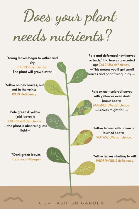 Our Fashion Garden. How to know if your plants need nutriets by their color. What does the color of the leaves mean? #Plantmom #PlantTips #Brownleaves #YellowLeaves Plant Tips For Beginners, Tips For Plants, Plants Meaning, When To Bring Plants Indoors, Plant Tips Indoor, Plants Tips, House Plants Ideas, Plants For Beginners, Indoor Plant Tips