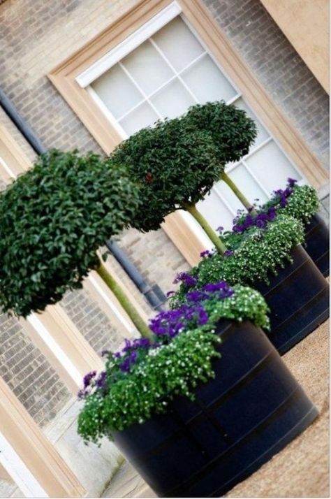 Large Black Planter - Ideas on Foter Beech Topiary, David Williams, Purple Pansies, Rose Tree, English Summer, Topiary Garden, Wine Barrels, Outdoor Pots, Garden Containers