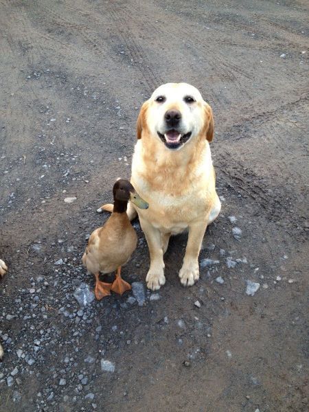 A Duck, On The Ground, A Dog, Best Friend, Dogs