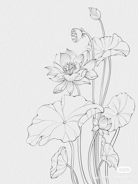 Korean Flower Drawing, Lotus Botanical Illustration, Camelia Painting, Lotus Flower Art Design, Spider Lily Sketch, Lotus Flower Sketch, Lotus Line Art, Lotus Sketch, Lotus Illustration