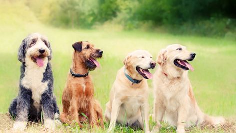 15 Tips for Managing a Multi-Dog Household Dog Organization, Dogs Pictures, Dog Stock Photo, Dog Breeding, Every Dog Breed, Animal Behaviorist, Reactive Dog, Multiple Dogs, Group Of Dogs