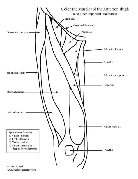 Muscles of the Thigh and Hip (Anterior) Coloring Muscle Coloring, Hip Muscles Anatomy, Leg Muscles Diagram, Human Muscles, Muscle Diagram, Anatomy Coloring, Leg Muscle, Anatomy Coloring Book, Physical Therapy Assistant