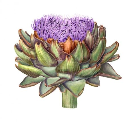 Artichoke Flower - Sally Jacobs Artichoke Flower, Botanical Flower Art, Watercolor Fruit, Illustration Botanique, Fruit Painting, Botanical Watercolor, Botanical Drawings, Botanical Flowers, Wall D