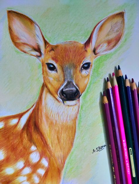 Drawing Color Pencil Ideas, Art Pencil Color Drawings, Water Colour Pencils Drawings, Art Sketches Colored Pencils, Animal Drawings Colored Pencil, Pencil Colors Drawings, Colour Sketches Drawing, Drawings With Colour Pencils, Painting With Pencil Colour