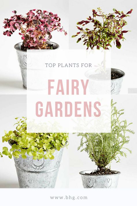 Miniature Garden Design, Miniature Garden Plants, Fairy Garden Plants, Fairy Garden Designs, Fairy Garden Crafts, Faeries Gardens, Best Plants, Tiny Plants, Fairy Garden Houses