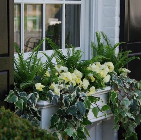 Beautiful combination--ferns, pansies, ivy Window Box Plants, Window Box Garden, Summer Planter, Porch Plants, Plant Window, Window Box Flowers, Window Planters, Spring Window, Flower Window