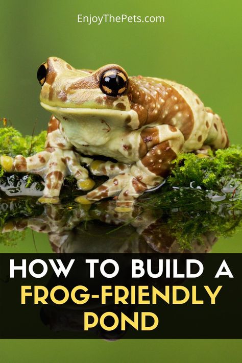 Small Frog Pond, Diy Frog House, Frog Environment, Frog Ponds Backyard, Frog Aquarium Ideas, Diy Frog Pond, Frog Terrarium Ideas, Toad Pond, Land Restoration