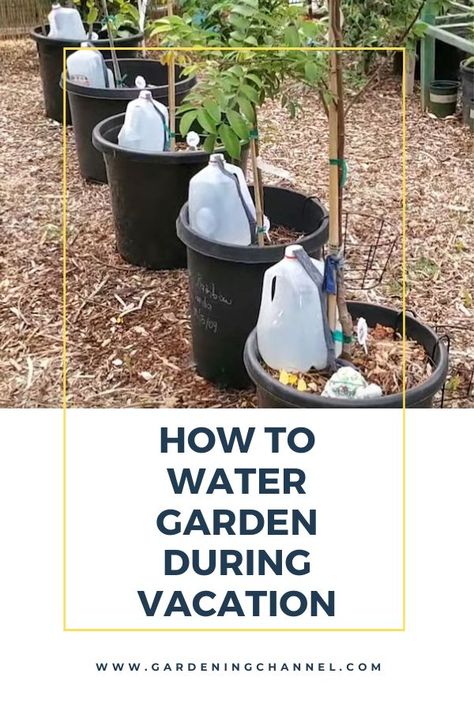 container irrigation jug drip system with text overlay how to water garden during vacation Watering Raised Garden Beds, Easy Gardening Hacks, Watering Bulbs, Plant Watering System, Self Watering Containers, Garden Watering System, Self Watering Plants, Bucket Gardening, Outside Plants