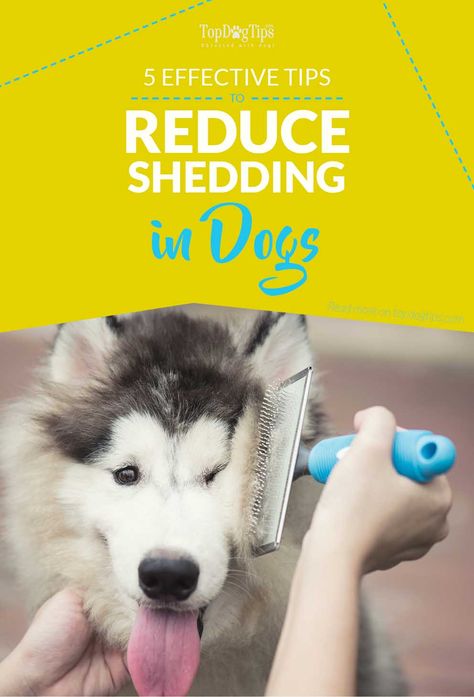 5 Most Effective Ways to Reduce Shedding in Dogs How To Control Dog Shedding, Deshedding Dog Tips, Deshedding Dog Diy, Dog Shedding Remedies, Husky Shedding, Unusual Animal Friendships, Dogs Diy Projects, Dog Breeding, Dog Tips