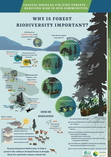 Infographic: Why is forest biodiversity important? – Transition Salt Spring Society Forest Infographic Design, Wildlife Posters Ideas, Nature Infographic Design, Forest Infographic, Science Infographic Design, Biodiversity Infographic, Biodiversity Poster, Nature Infographic, Chipko Movement