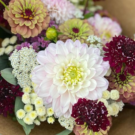 *Ingredients* Dahlia Silver Years Zinnia Queen lime red Scabiosa Burgundy Feverfew Vegmo snowball Yarrow White Statice QIS formula mix #cutflowers #cutflowergarden #locallygrownflowers #local #bouquet #freshflowers #fieldtovase #canadian #niagaraontario #dahlias #zinnia #scabiosa #feverfew #statice Zinnia Queen Lime, White Statice, Cut Flower Garden, Locally Grown, Cut Flowers, Fresh Flowers, Dahlia, Queen, Flowers