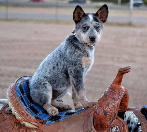 For the Love of Horses Animal Wallpaper Aesthetic, Aussie Cattle Dog, Austrailian Cattle Dog, Cattle Dogs Rule, Heeler Puppies, English Bull Terrier, Blue Heeler Dogs, Red Heeler, Australian Cattle Dogs