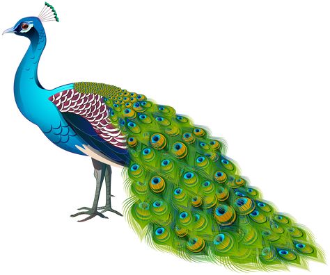 Peacock Paintings, Peacock Png, Peacock Feather Art, Watercolor Peacock, Psd Free Photoshop, Peacock Images, Peacock Photos, Peacock Wallpaper, Peacock Pictures