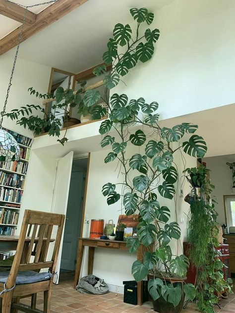 Pretty Plants Houseplants, Plants In House, Indoor Plant Trellis, Dream House Garden, Trellis Indoor, Large Indoor Plants, Beautiful Terrariums, Aesthetic Living Room, Plants Indoor