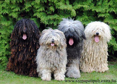 Hungarian Puli, Komondor Dog, Puli Dog, Hungarian Dog, Sheep Dogs, Love My Dog, Dog Names, Beautiful Dogs, Big Dogs