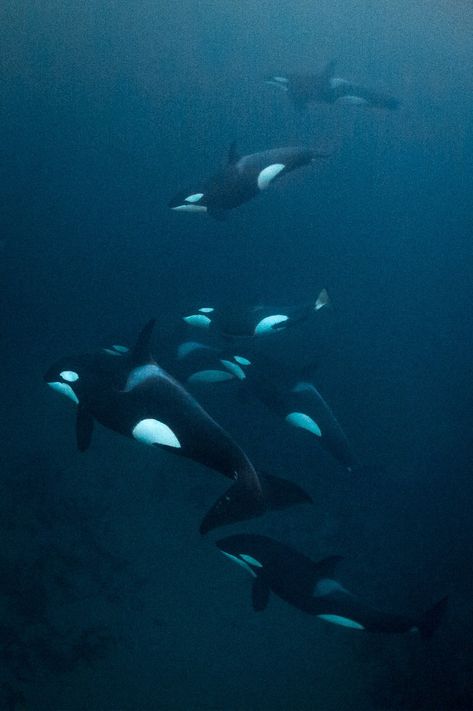 Orca Underwater Photography, Orca Backgrounds, Orca Pod, Orca Whale, Underwater Animals, Beautiful Sea Creatures, Orca Whales, Most Beautiful Animals, Beautiful Ocean