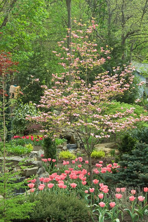 Pagoda Dogwood, Flowering Dogwood, Trees For Front Yard, Dogwood Trees, Front Yards, Landscape Designs, Have Inspiration, Ornamental Trees, Garden Trees