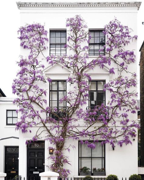 Condé Nast Traveler on Instagram: “From Amsterdam to Queenstown, we’ve gathered up the 50 most beautiful cities in the world. This list of really, really, ridiculously good-…” Wisteria Plant, Purple Wisteria, Inspiring Places, Black Combination, London Park, London Photos, Dream Houses, Most Beautiful Cities, Growing Tree