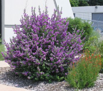 Gardening in South Florida: Fast Growing Shrubs in South Florida I Border Gardens, Texas Sage, Florida Flowers, Fast Growing Shrubs, Florida Landscaping, Florida Plants, Florida Gardening, Native Plant Gardening, Australian Garden