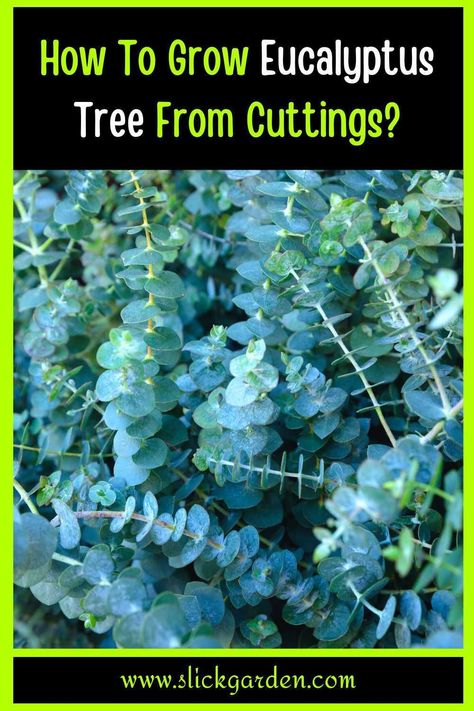 You must take the cuttings from a one-year-old plant. This plant is toxic. You must wear gloves when you are taking cuttings. Following are the simple and easy steps for growing a eucalyptus tree from cuttings. Eucalyptus Plant Indoor, Grow Eucalyptus, Backyard Raised Garden, Eucalyptus Cinerea, Growing Cut Flowers, Eucalyptus Tree, Bonsai Trees, Flower Care, Drought Tolerant Plants