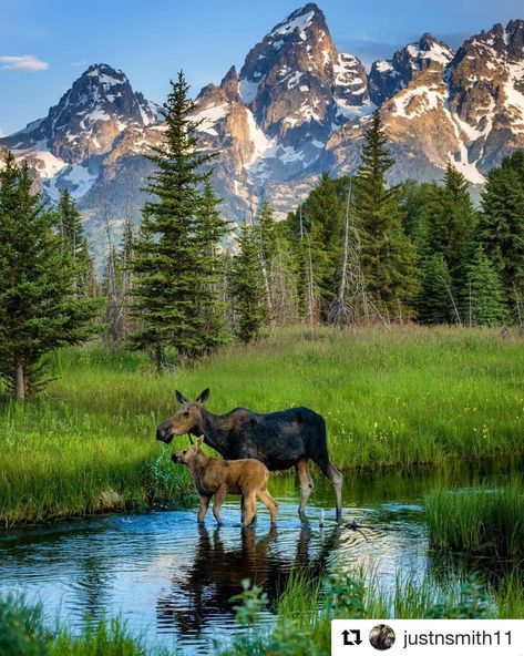 Moose Pictures, Alam Yang Indah, Wild Life, Nature Animals, 귀여운 동물, Wildlife Photography, Nature Pictures, Beautiful Creatures, Wyoming