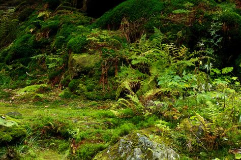 Forest floor. Moss, ferns, lichen, rock. Jungle Floor, Floor Background, Great Smoky Mountains National Park, Forest Floor, Free Pictures, Royalty Free Photos, Public Domain, Free Photos, Free Stock Photos