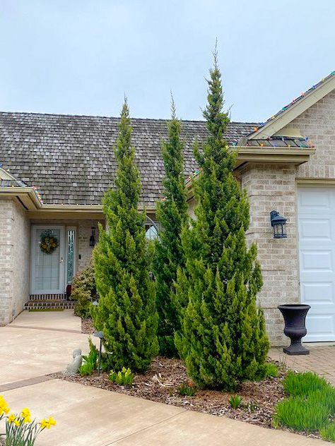 Trautman Juniper, Arborvitae Landscaping, Chinese Juniper, Pink House Exterior, Juniper Shrub, Juniperus Chinensis, Homey House, Patio Edging, River Rock Landscaping