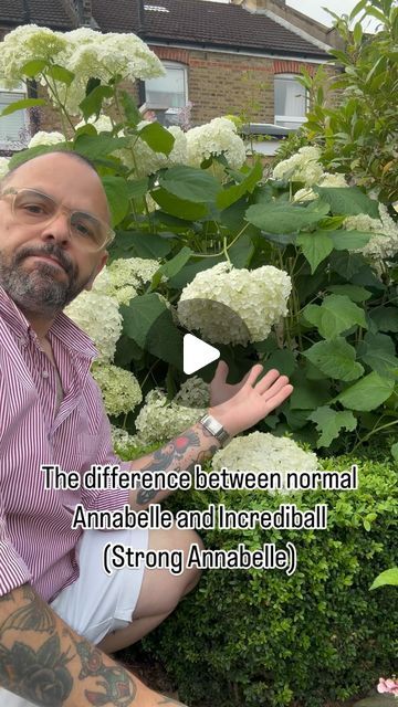 Strong Annabelle Hydrangeas, Annabel Hydrangea, Hydrangea Support, Incrediball Hydrangea Landscaping, Hydrangea Annabelle, Incrediball Hydrangea, Mophead Hydrangea, Annabelle Hydrangea, Hydrangea Landscaping