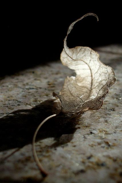 Delicate Decay - AZ~Kate on Flickr Natural Forms, White Photo, Find Beauty, White Photography, Wabi Sabi, Natural World, Mother Nature, In The Dark, Autumn Leaves