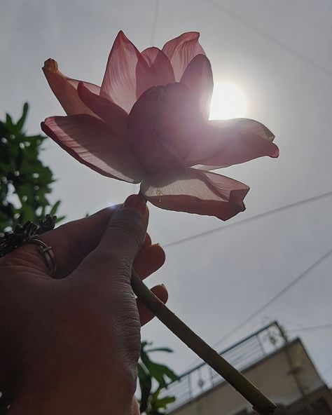 Indian Lotus Aesthetic, Desi Flower Aesthetic, Desi Vibes Aesthetic, Indian Vintage Aesthetic, Pink Indian Aesthetic, Vintage Desi Aesthetic, Vintage Indian Aesthetic, Lotus Flower Aesthetic, South Indian Aesthetic