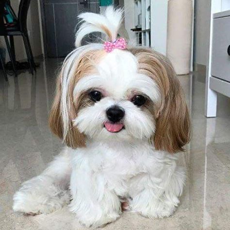 Shih Tzu Haircuts, Perro Shih Tzu, Chien Shih Tzu, Shitzu Dogs, Shih Tzu Grooming, Shitzu Puppies, Cute Small Dogs, Really Cute Puppies, Super Cute Puppies