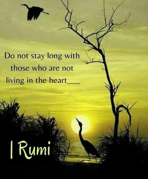 Molana Rumi Quotes, Poet Rumi, Molana Rumi, Rumi Quotes Life, Rumi Quotes Soul, Quotes Rumi, Rumi Poem, Rumi Poetry, Sufi Mystic