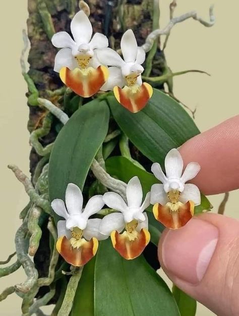 Orchid Centerpieces Wedding, Orchid Plant Care, Miniature Orchids, Orchid Centerpieces, Orchid Photo, Rare Orchids, Growing Orchids, Exotic Orchids, Miniature Plants