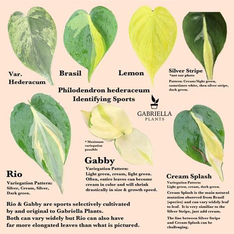 Philodendron hederaceum – Identifying Sports – Gabriella Plants Plant Leaf Identification, Philodendron Hederaceum, Common House Plants, Plant Goals, Philodendron Plant, نباتات منزلية, Plant Problems, Pothos Plant, Plant Identification