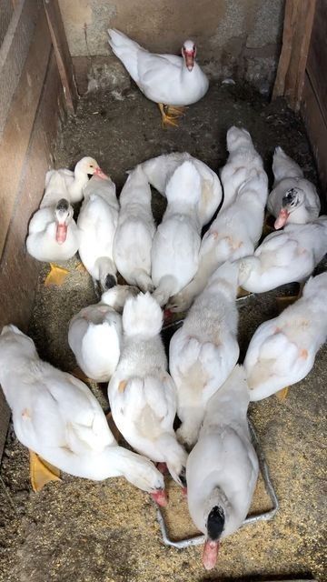 Female Duck, Duck Farming, Muscovy Duck, Raising Farm Animals, Cute Ducklings, Future Farms, Pet Chickens, Happy Animals, Vintage Country