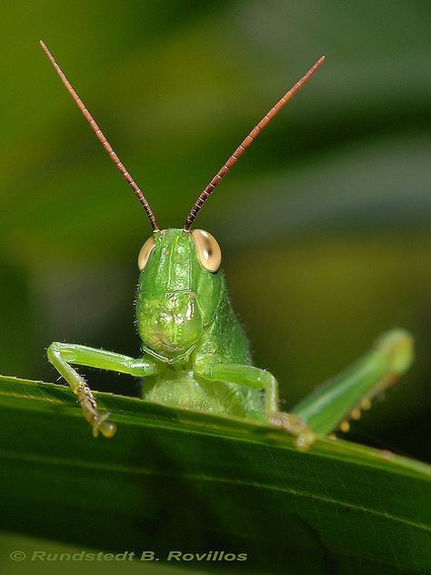 Grasshopper Pictures, Cool Insects, Grasshoppers, Cute Reptiles, Beautiful Bugs, Praying Mantis, Insect Art, Arachnids, Nature Study