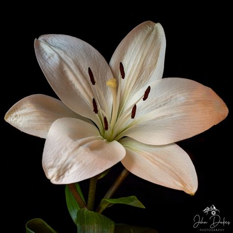 Lily Reference, Flower Reference Photo, Flower Reference, Floral Photography, Christmas Paintings, Art Drawings Sketches Simple, Lily Flower, Flower Photos, Large Flowers