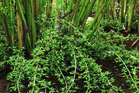 Cardamom Crop in Kerala Cardamom Plant, Divine Mercy Image, Essential Oil Education, Organic Spice, Divine Mercy, Education Center, Edible Plants, Plant Pictures, Instagram Logo